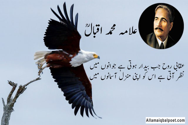 Allama-iqbal-ka-shaheen-urdu