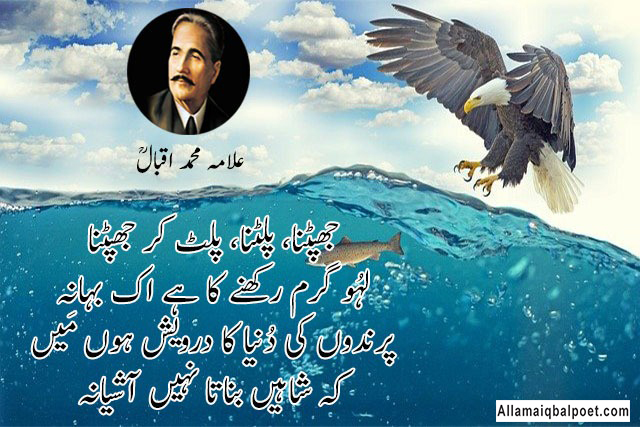 Iqbal-ka-shaheen-poetry-in-urdu