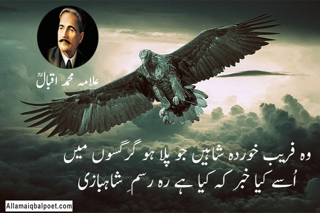 Iqbal-shaheen-quotes