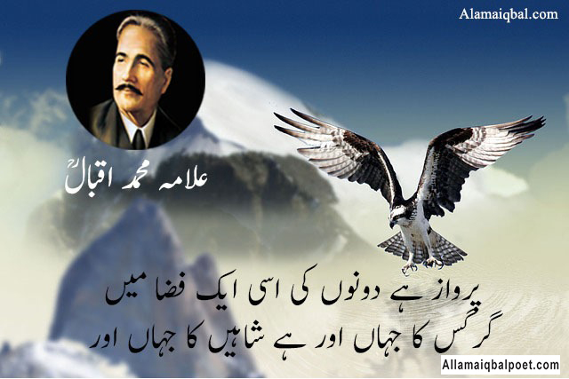 eagle-poetry-in-urdu